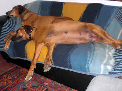 Chameena 10. Mai 2010