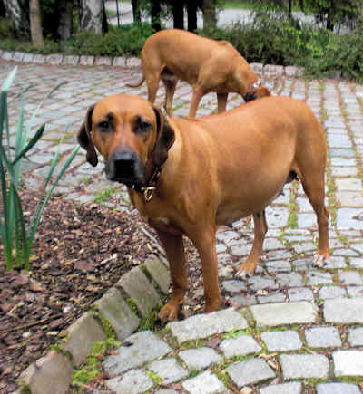 Chameena 10. Mai 2010