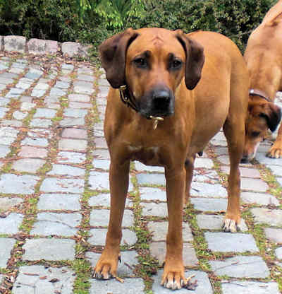 Chameena 10. Mai 2010