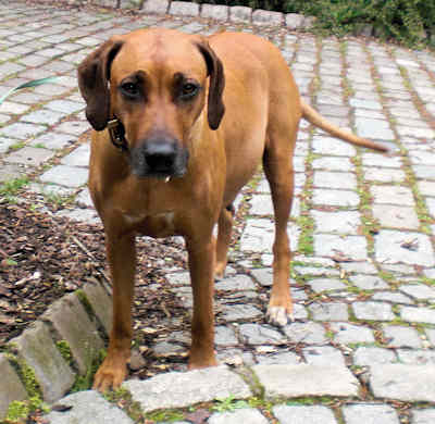 Chameena 10. Mai 2010